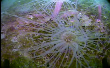 Anemone spreading its tentacles
